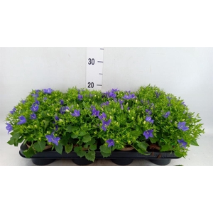 Campanula isoph. 'Napoli'