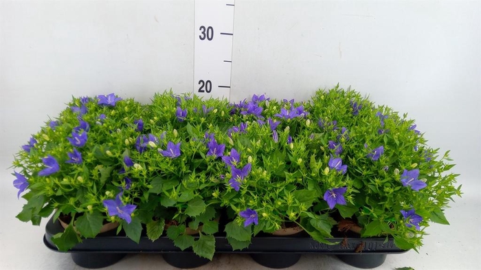 <h4>Campanula isoph. 'Napoli'</h4>