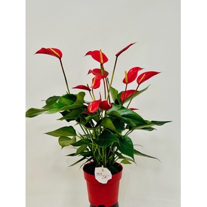 Anthurium Banderola Roja 14 cm