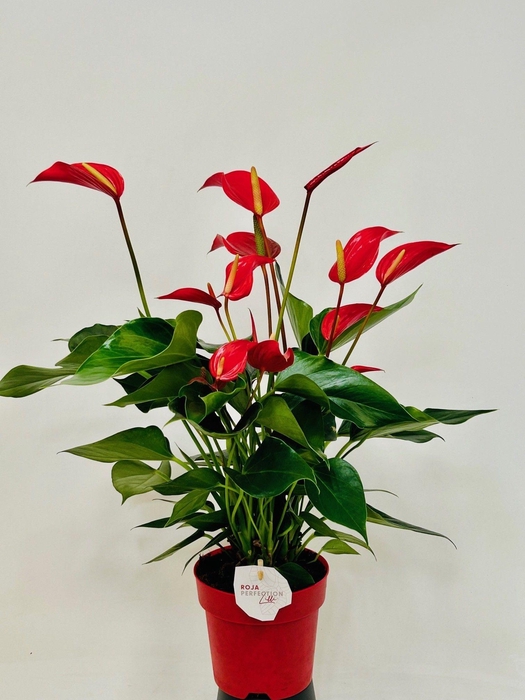<h4>Anthurium Banderola Roja 14 cm</h4>