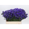Limonium Navy Sun Birds
