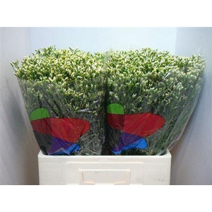 Lim Sin Sen Pina Colada