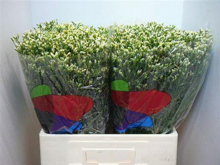 <h4>Lim Sin Sen Pina Colada</h4>