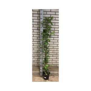 Hedera hibernica