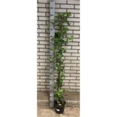 <h4>Hedera hibernica</h4>