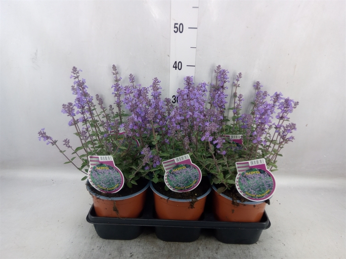 <h4>Nepeta faassenii</h4>