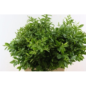 Ligustrum Vulgare 80cm P Bundle
