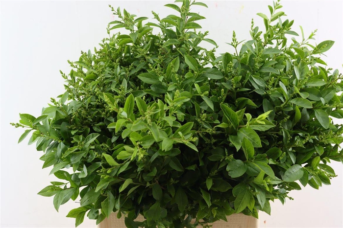 Ligustrum Vulgare 80cm P Bundle