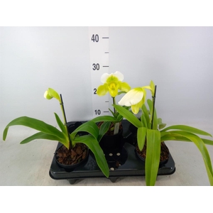Paphiopedilum ...
