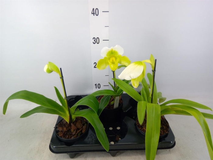 <h4>Paphiopedilum ...</h4>