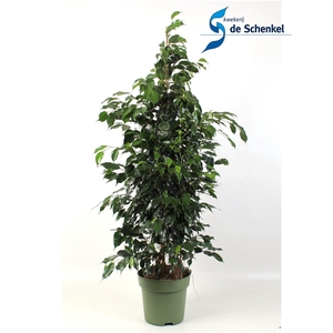 FICUS benjamina Danielle