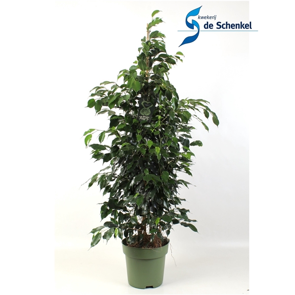 <h4>FICUS benjamina Danielle</h4>