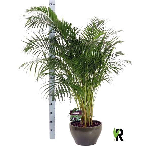 <h4>Dypsis lutescens in keramiek rond groen</h4>