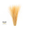Dried Bleached Miscanthus Salmon