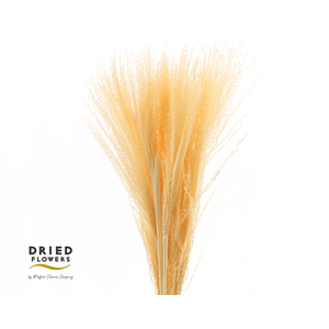 Dried Bleached Miscanthus Salmon