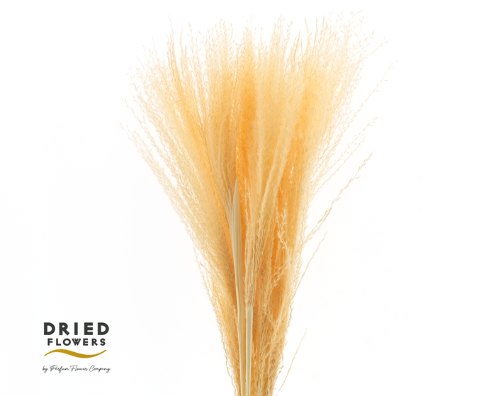 <h4>Dried Bleached Miscanthus Salmon</h4>