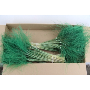 DF Stypha 60cm Bs Dark Green