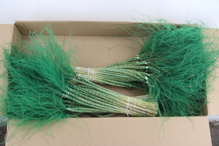 <h4>DF Stypha 60cm Bs Dark Green</h4>