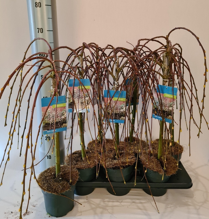 arr8 Salix Cap Kilmarnock