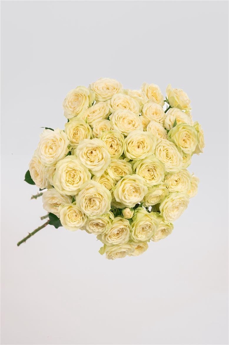 <h4>R GR Tr Sandy Coast</h4>