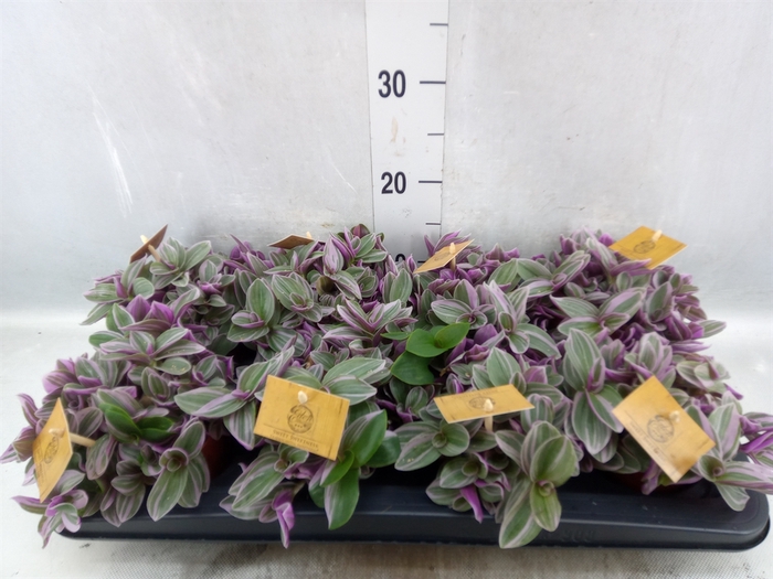 <h4>Tradescantia cerinth. 'Sweetness'</h4>