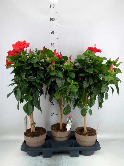 <h4>Hibiscus   ...</h4>