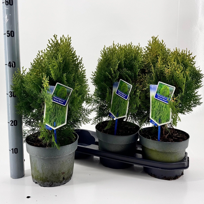 <h4>PLAT OR AUREA NANA</h4>