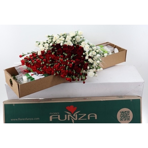 Di Tr Special mix Xmas x20