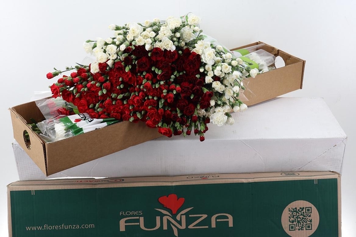 <h4>Di Tr Special mix Xmas x20</h4>