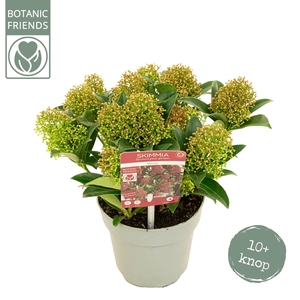 Skimmia japonica 'Marlot' 10+bloem