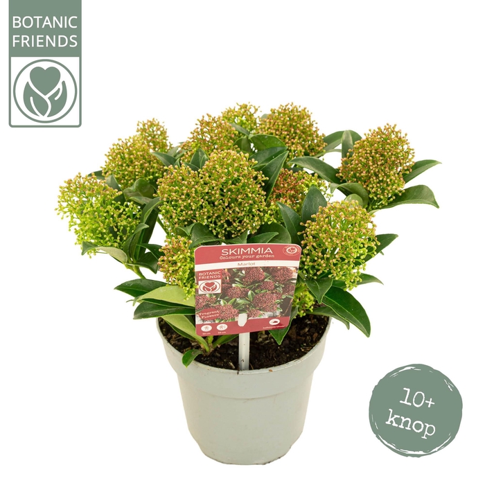 <h4>Skimmia japonica 'Marlot' 10+bloem</h4>