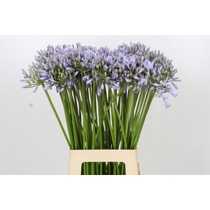 Agapanthus Silberpfeil