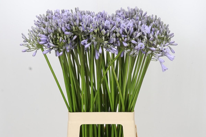 <h4>Agapanthus Silberpfeil</h4>