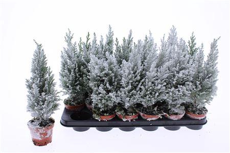 <h4>Cham L Ellwoodii Snow</h4>
