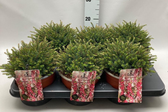<h4>Erica darleyensis 'Kramer's Rote' C2 Tray</h4>