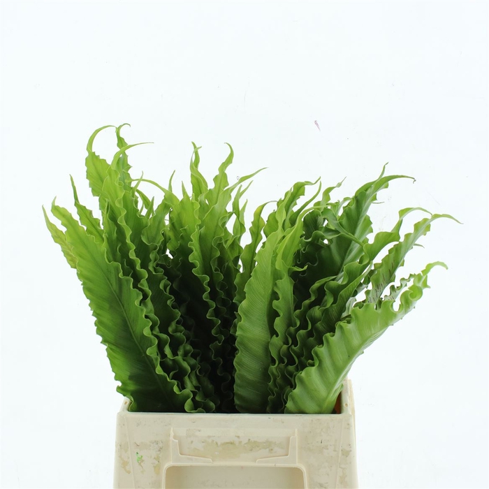 <h4>Asplenium Osaka</h4>