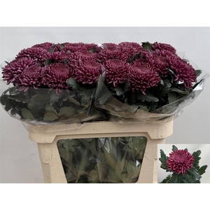 Chr G Bigoudi Purple