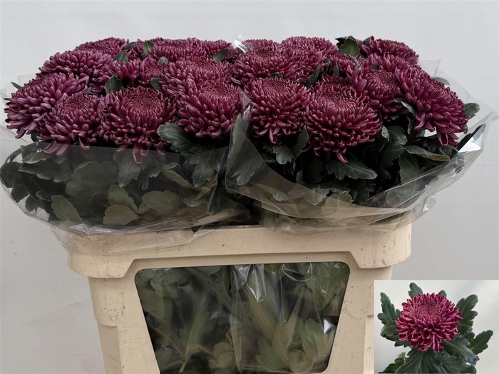 <h4>Chr G Bigoudi Purple</h4>