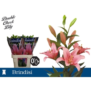 LI LA BRINDISI