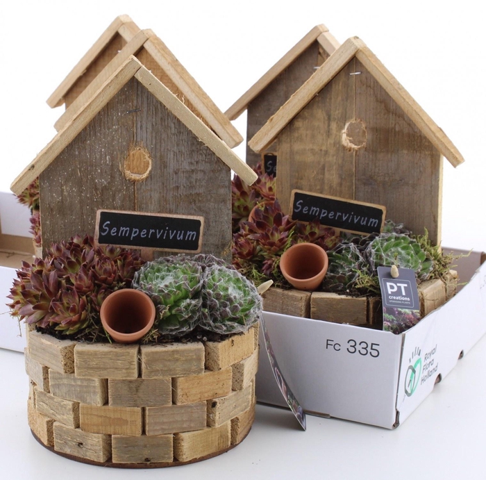 arr8 Arr Semp In Houten Tuindeco