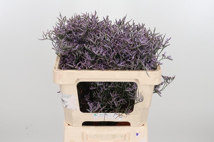 <h4>Lim Saf Lilac</h4>