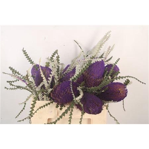 Banksia Speciosa Klb Purple