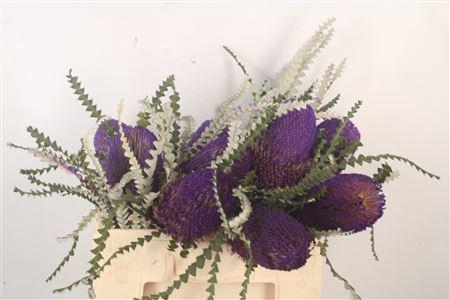 <h4>Banksia Speciosa Klb Purple</h4>