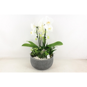 arr2 PL - Ker. barok d.grijs phal dracaena