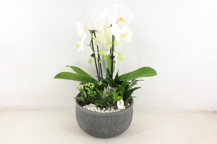<h4>arr2 PL - Ker. barok d.grijs phal dracaena</h4>
