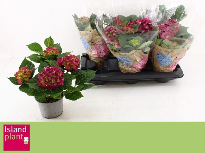 <h4>HYDR M NINGBO</h4>