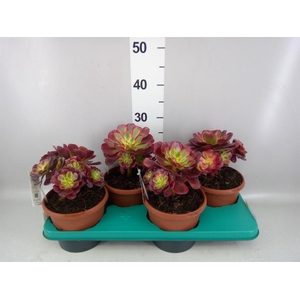 Aeonium   ...