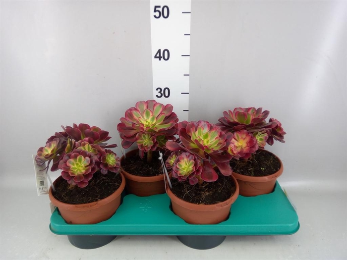 <h4>Aeonium ...</h4>