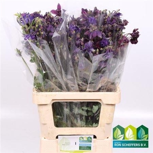Aquilegia Black Barlow