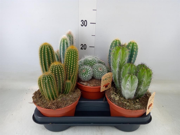 <h4>Cactus   ...mix</h4>